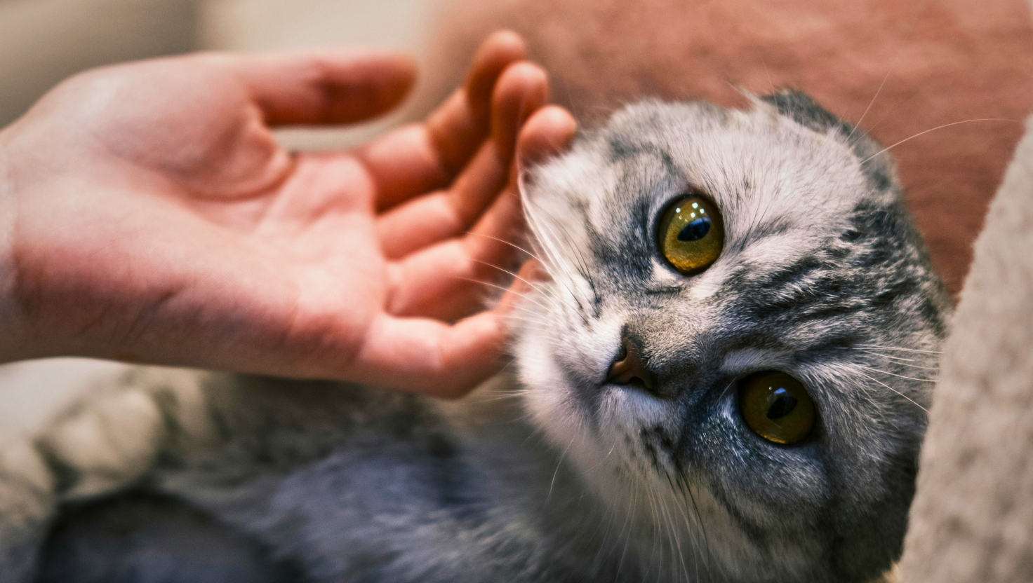 The Importance of Acknowledging Pet Loss Grief