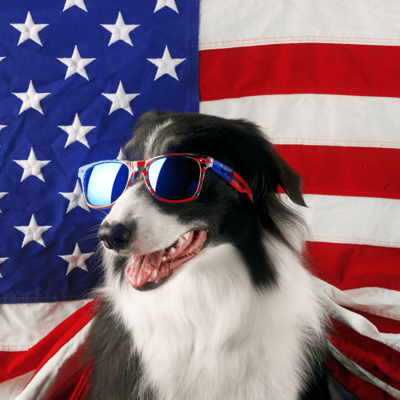 Fourth of July Safety and Pets PetPerennials.com