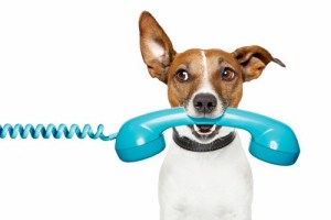 The importance of animal communication