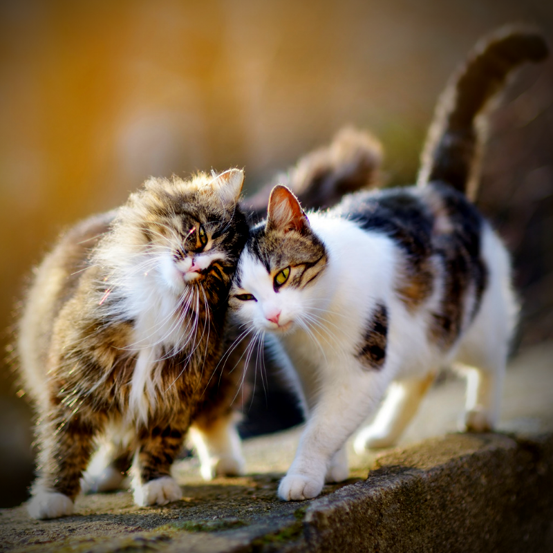 When Pets Grieve by Ann Hoff blog on Petperennials.com