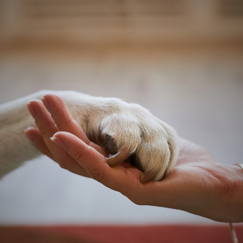 Navigating Pet Loss and Grief