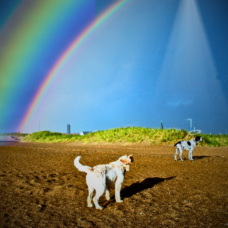 Crossing the Rainbow Bridge Companion Animal Grief