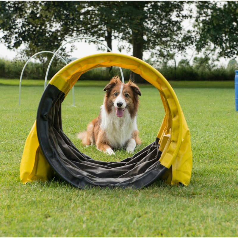 A Crash Course in Dog Sports by Zack Manko PetPerennials.com