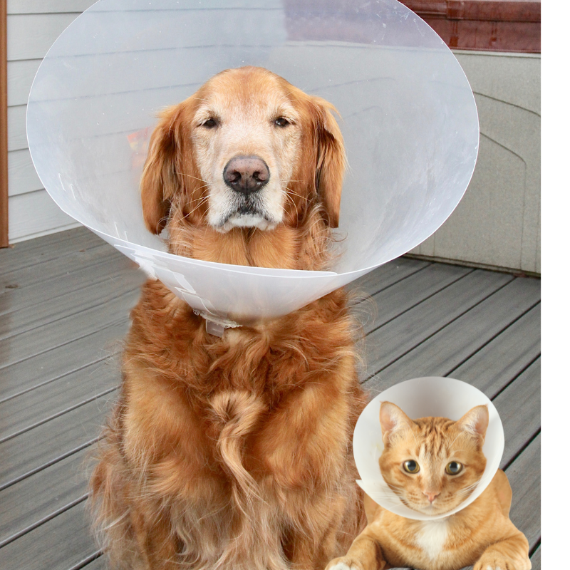 Beat the Heat Spay and Neuter Campaign Info on PetPerennials.com