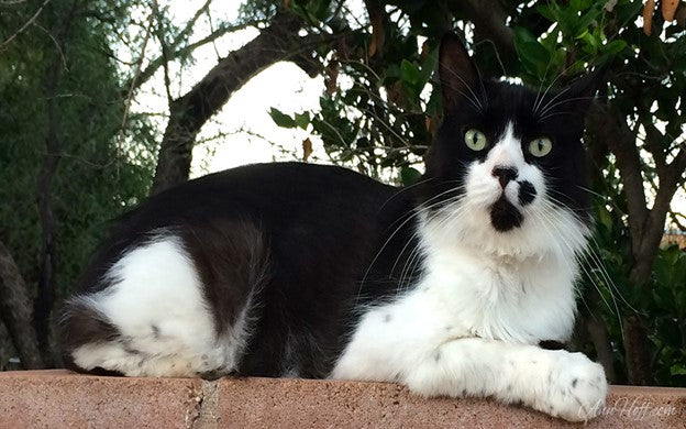 Elvis Original Blog by Ann Marie Hoff May 5, 2020 All rights AnnHoff.com