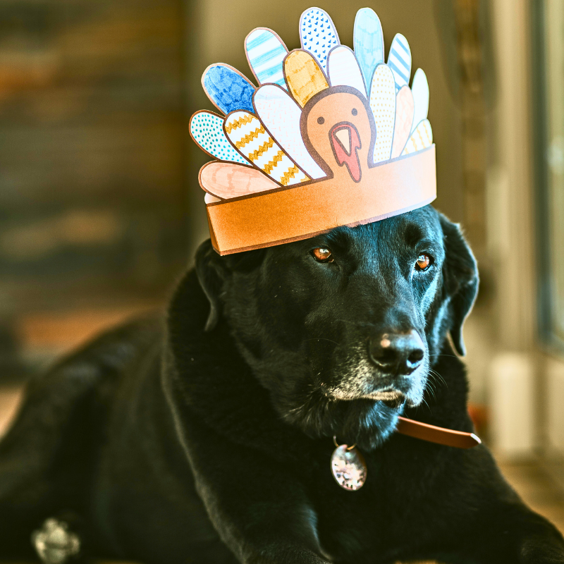 Pets and Thanksgiving PetPerennials.com blog pet safety and pet memories