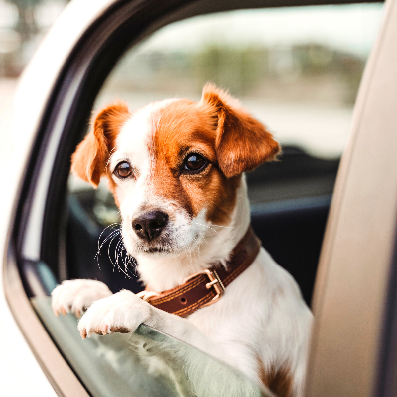 Traveling With Pet Tips for Insurance and Keeping Safe
