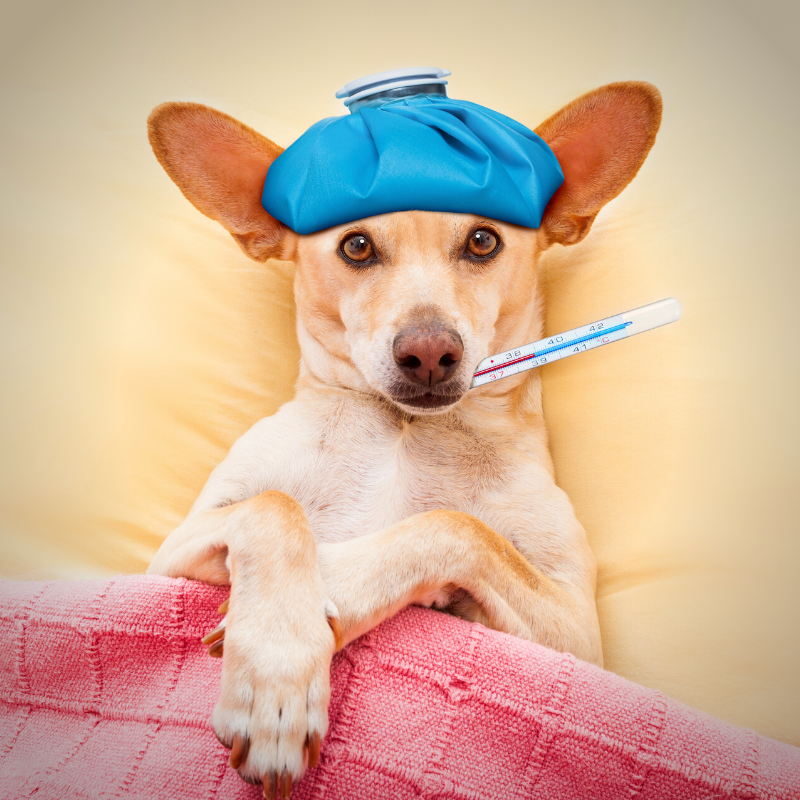 Signs that your dog is in pain