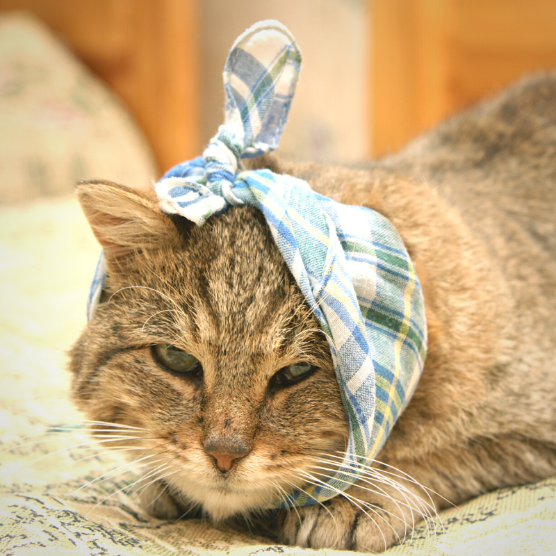 Cat Respiratory Infections: What Are the Common Causes? Guest Blog by Jason Lowder