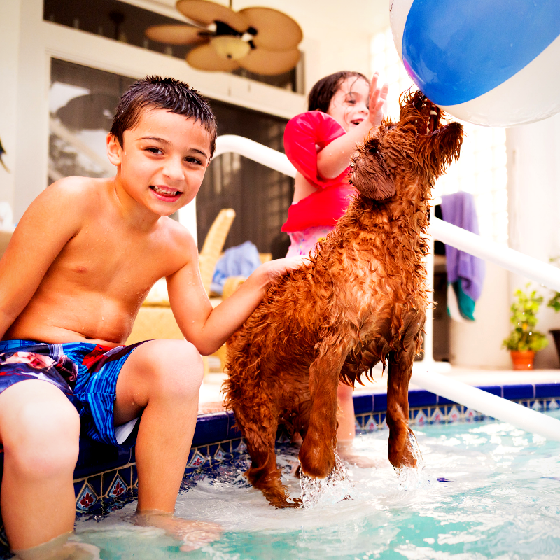 Children and Pets Safety Tips PetPerennials.com