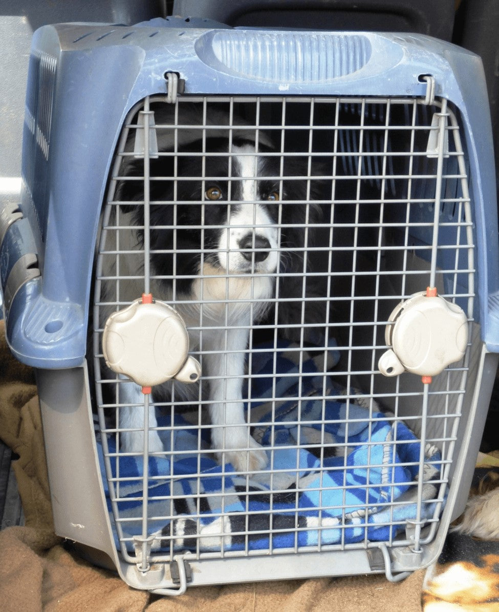 A Trainer's Truth About Crates - Modern Dog Magazine - Written by Jennifer Messer