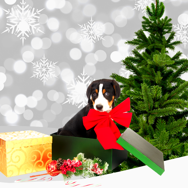 A Dad and His Dog PetPerennials.com Pets as Gifts Dec 2021