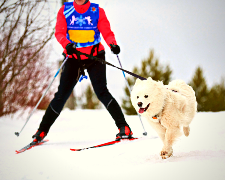 Skijoring PetPerennials.com Blog Winter Fun with Pets