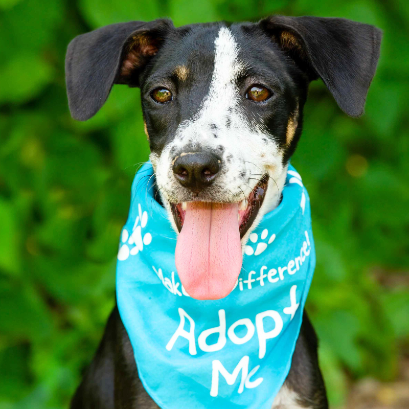 Adopt a pet month October Dad Dog Blog on Pet Perennials with tips on bringing a pet into the household