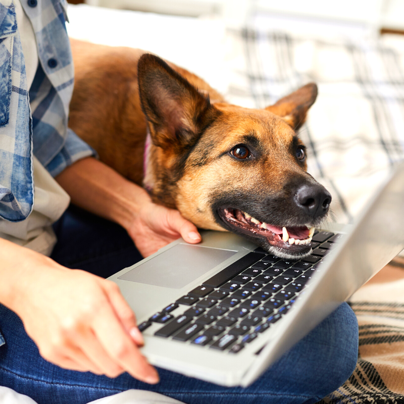 A Dad and His Dog: In for the Fall