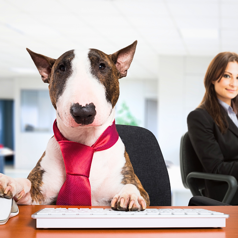 Take Your Dog to Work Day PetPerennials.com June blog