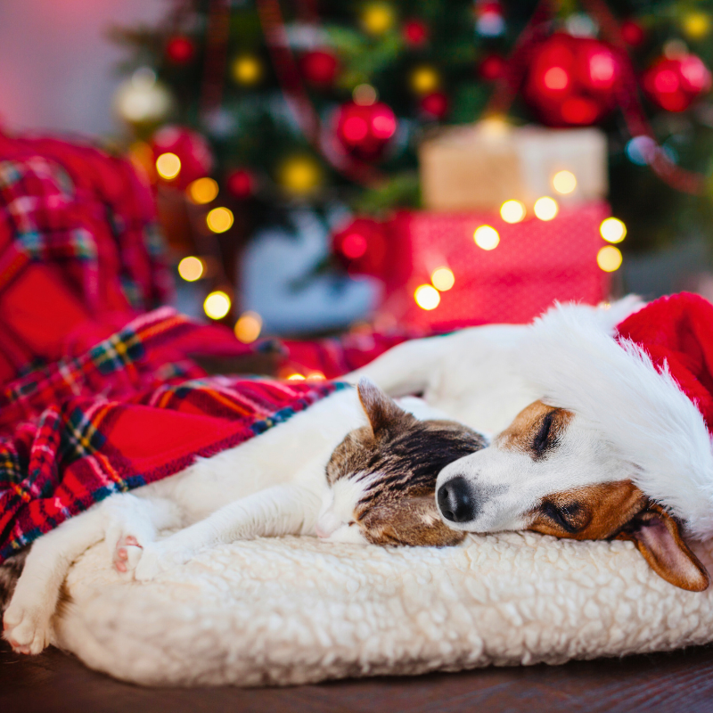 Considerations when Gifting a pet dog cat for the holidays PetPerennials.com