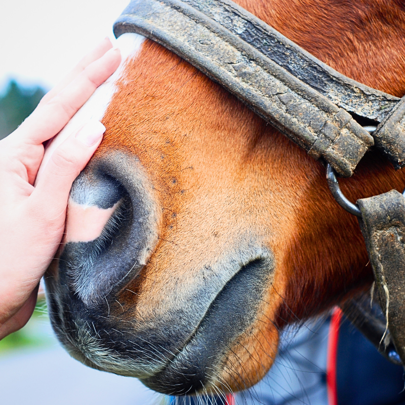 Loss of a Horse PetPerennials.com Sympathy Gifts