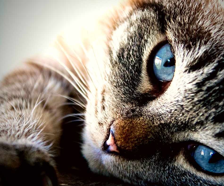 When Pets Grieve by Ann Hoff