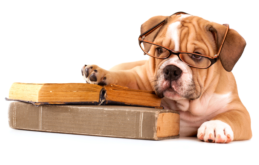 Courtesy DallasDogLife.com Professor Back to School