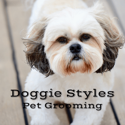 Shih tzu 2024 groomer near me