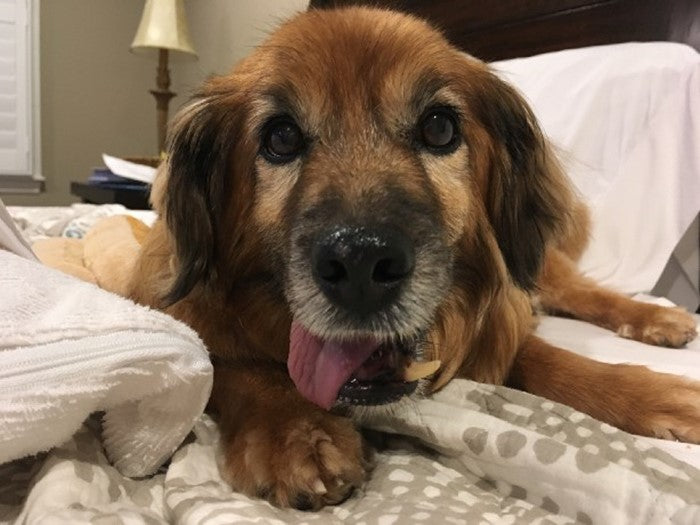 Photo Credit to author Elizabeth Weiner Medium.com Dusty