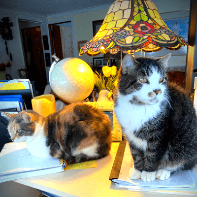 Pumpkin and Snookie - desk of co-founder Lori Davidson PetPerennials.com