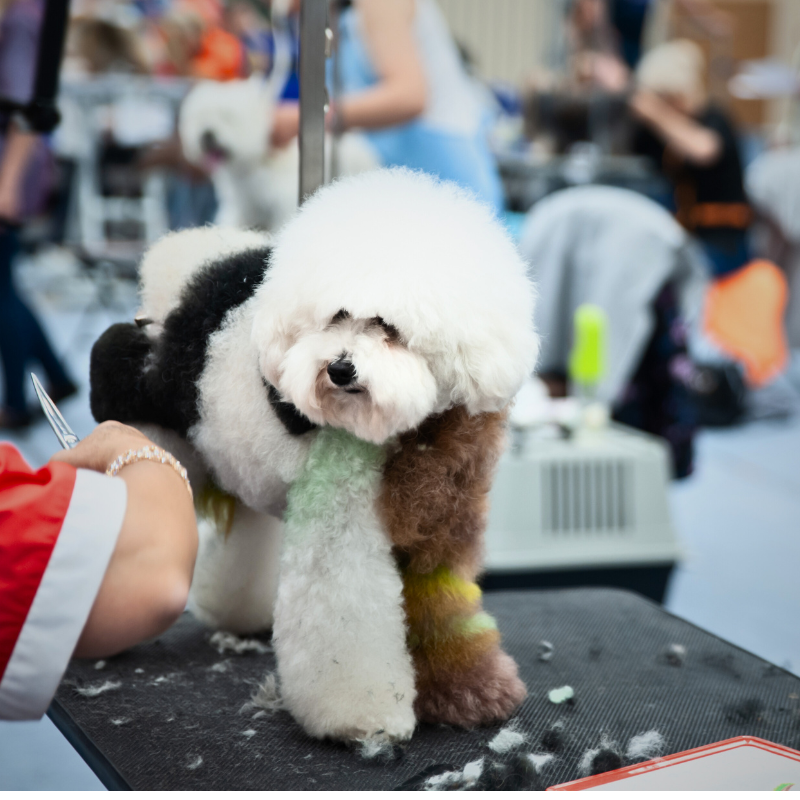 Groom Expo & Pet Memorial Day Sept 2023