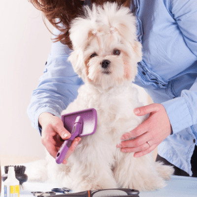 Dog Groomer brushing coat of dog, Groomsoft Grooming Software