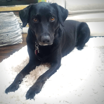 Harley Heart Dog of Co-founder Remy Bibaud PetPerennials.com