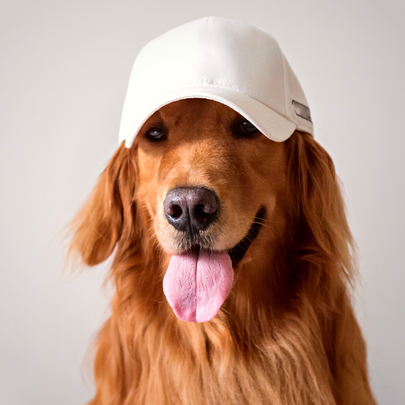 Health Benefits of Owning a Dog Goldens PetPerennials.com