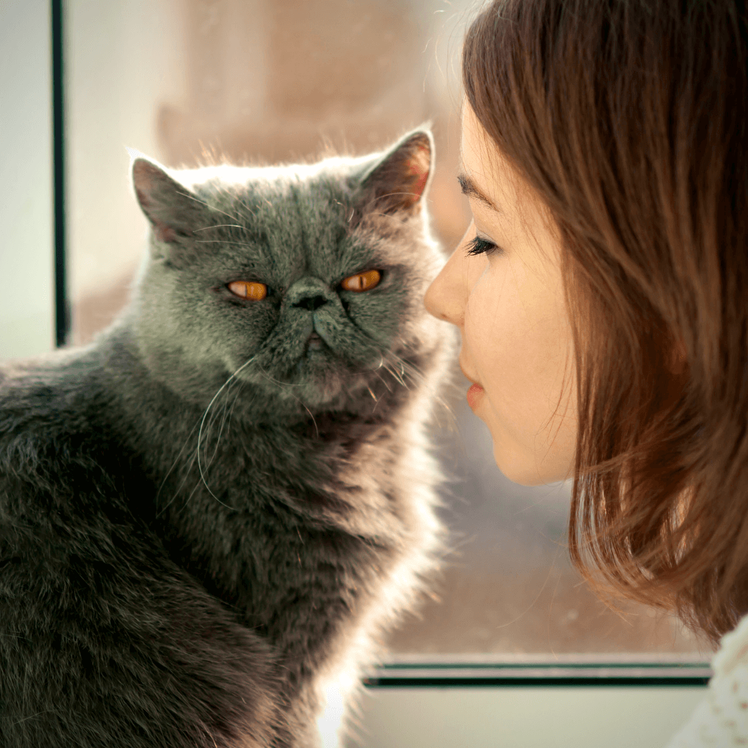 Signs of Nutrient Deficiencies in Cats by Gloria Fox Pet Perennials Blog