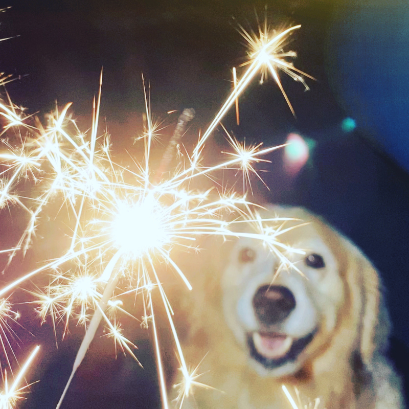Pet Safety over the 4th of July PetPerennials.com Dad Dog Blog 2023