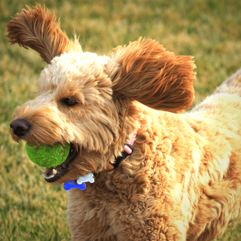 7 Dog Breeds First Time Dog Owners Should Avoid PetPerennials.com Steffi Trott