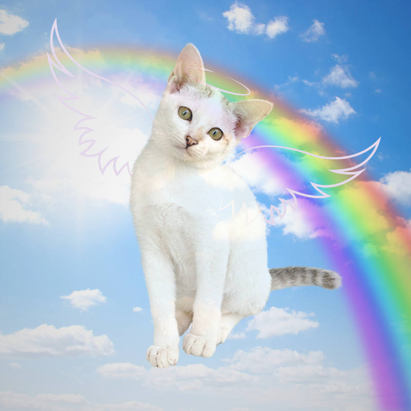 Rainbow Bridge Animal Communicator and Grief Counselor Ann Hoff Pet Loss