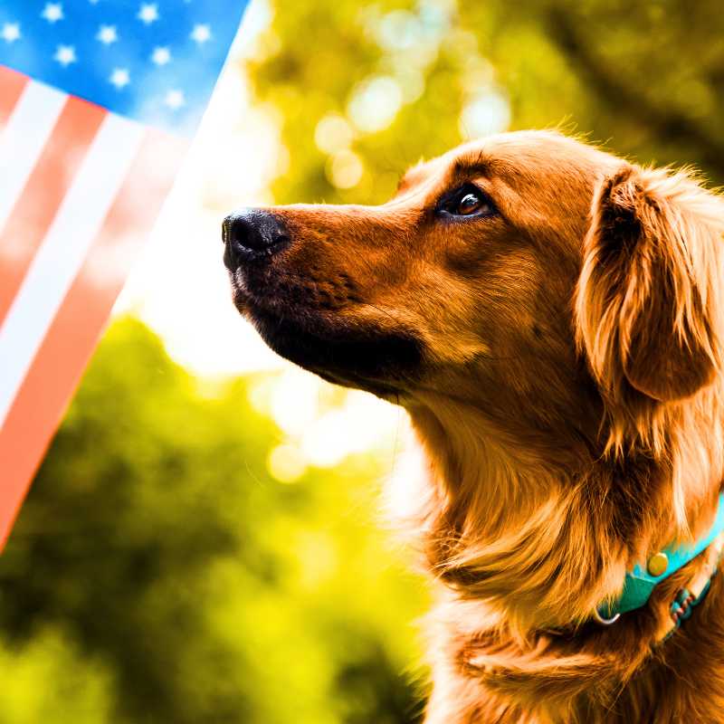 Memorial Day Canine Veterans Sympathy Pet Loss Gifts PetPerennials.com blog
