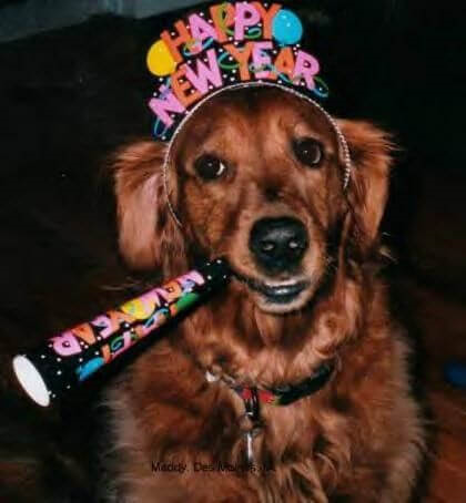 How to Have a Safe, Fun New Year’s Eve with Pets - Guest Share by Wendy Wilson - Chewy.com