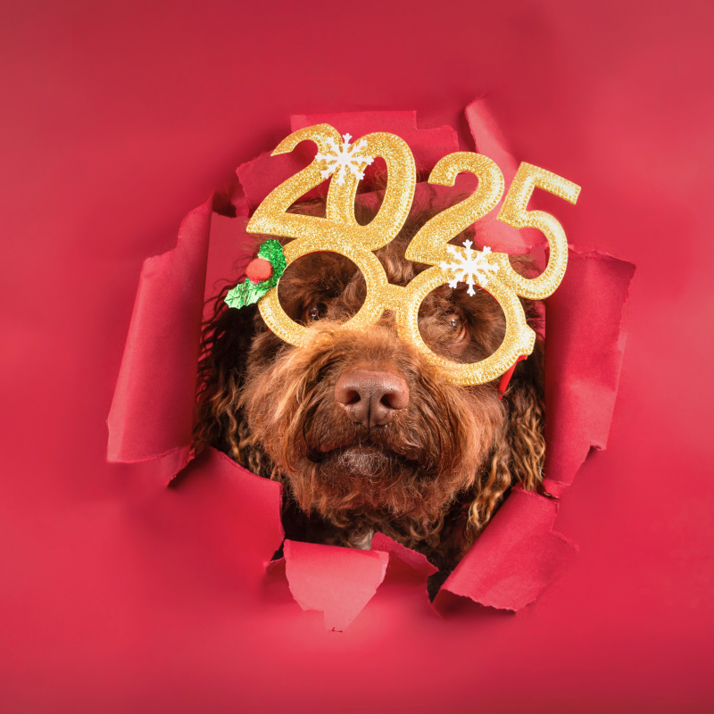 Happy New Year from PetPerennials.com Thoughtful pet loss gifts