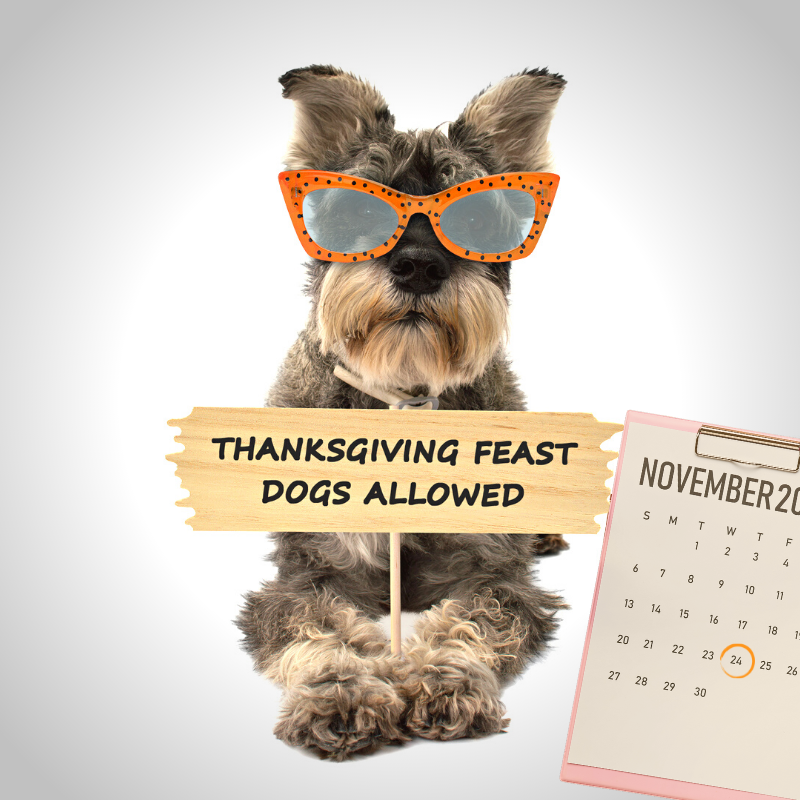 A Dad and His Dog: Getting Grateful PetPerennials.com Nov 2022 Blog