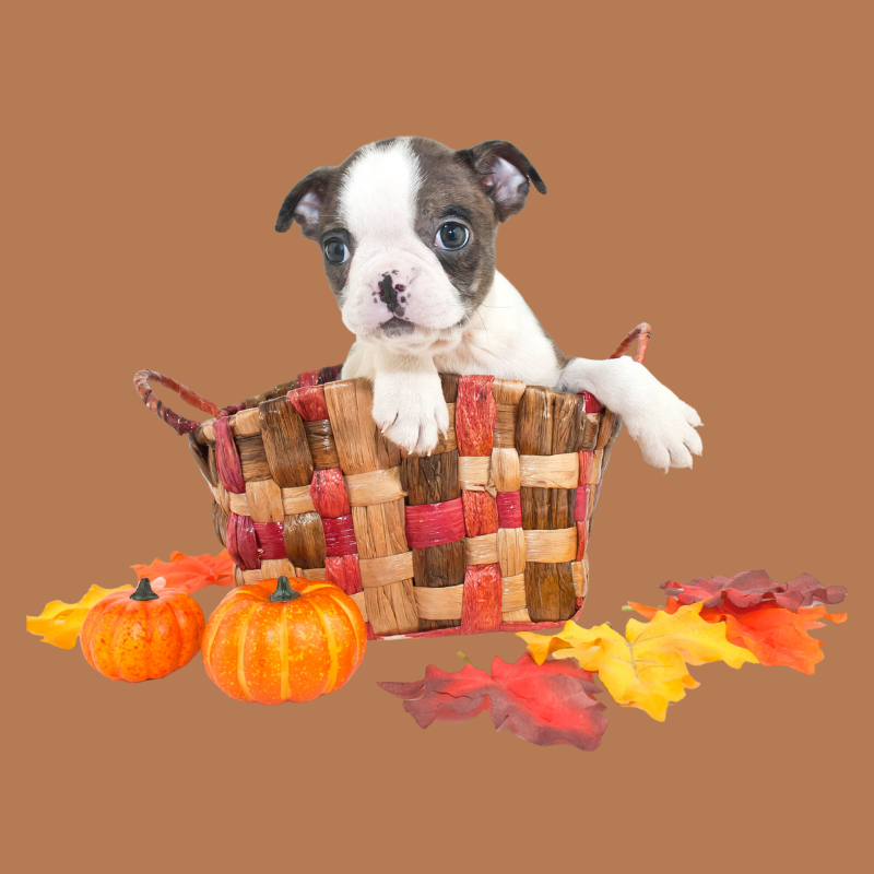 Thanksgiving Food Safety Info for Pet Owners Petperennials.com blog Nov 2023