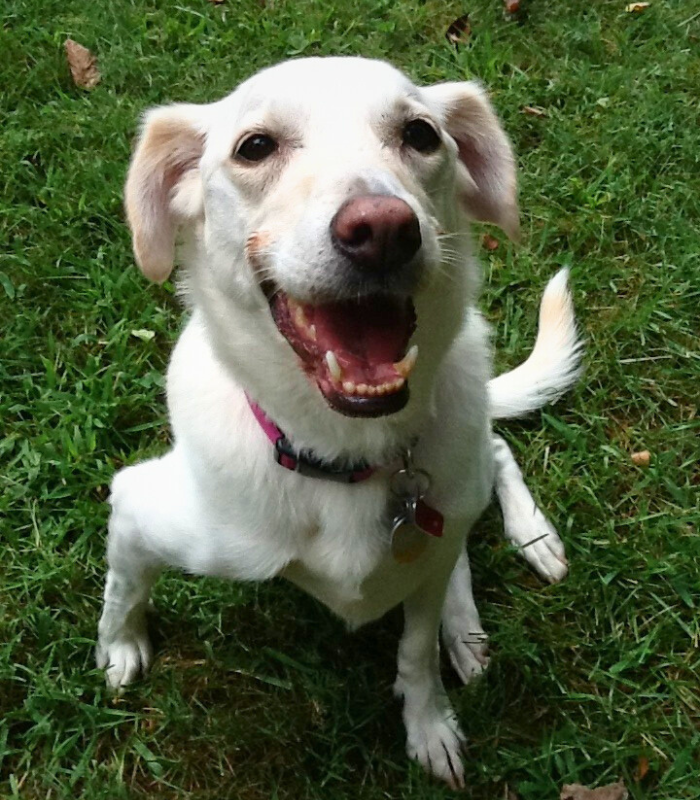 Olive's Legacy Home Euthanasia: A Dignified Approach