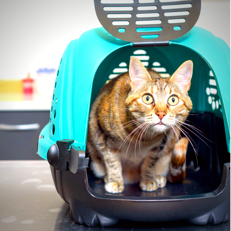 Feline Pet Visits - Common Reasons & Costs PetPerennials.com blog Sept 22