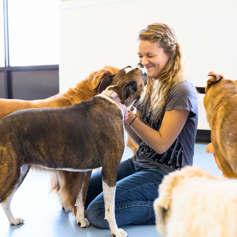 Doggy Daycare Providers have a Unique and Special Bond with the Pets