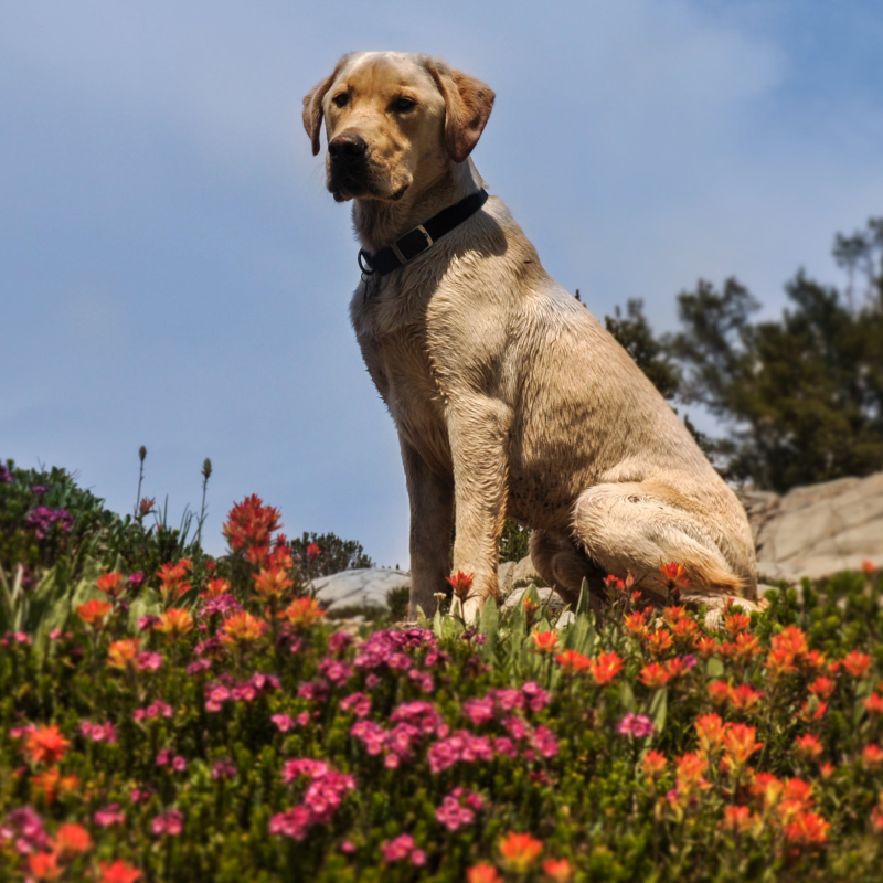 Pet Perennials Garden Kit Sympathy Loss of Pet Gift