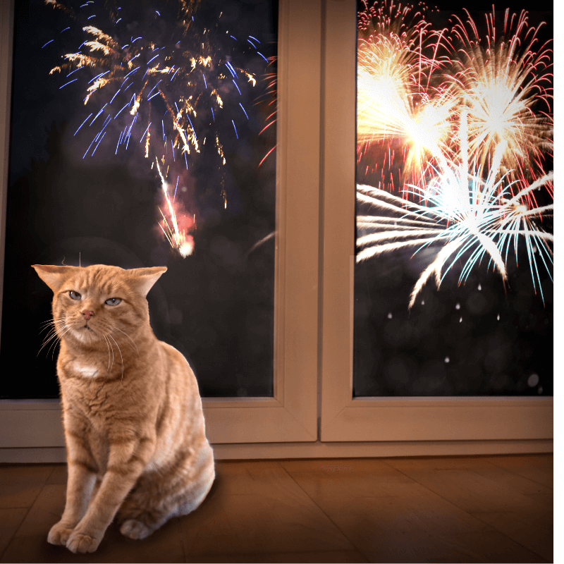 Pet Safety and the Fourth of July PetPerennials.com