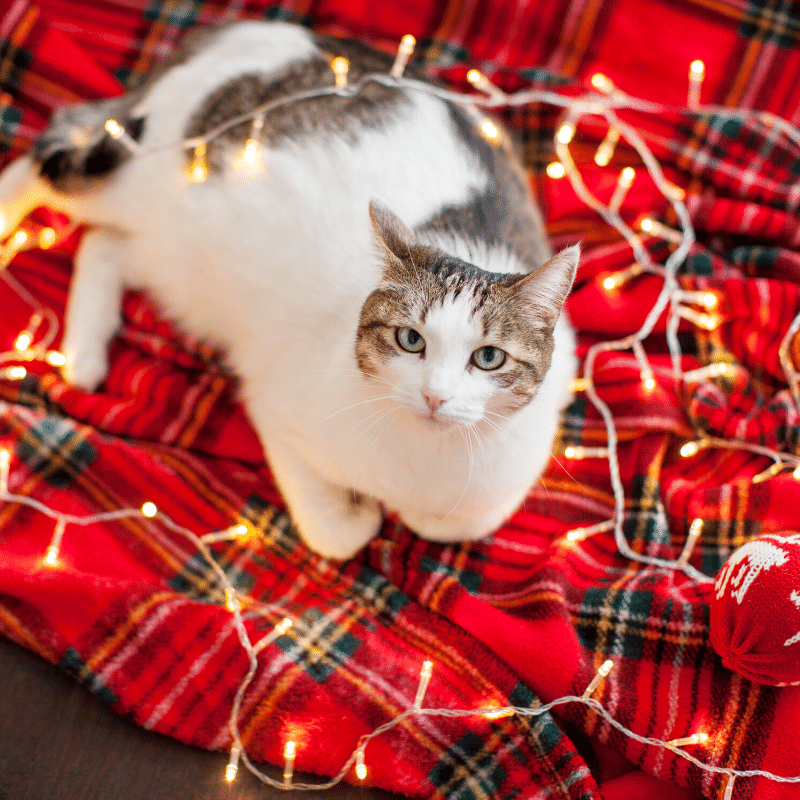 A Dad and His Dog: No One Wants to Deck the Halls at the Vet’s Office - The 12 Pets Tips of Christmas