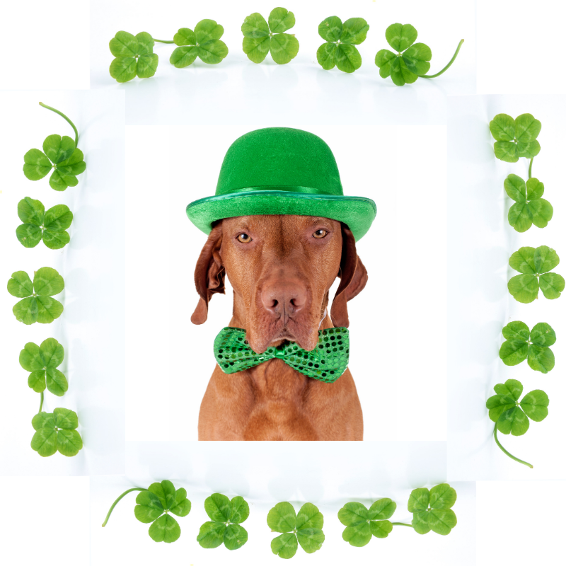 Pet Perennials Dad Dog Blog Post for St Patrick's Day 2021