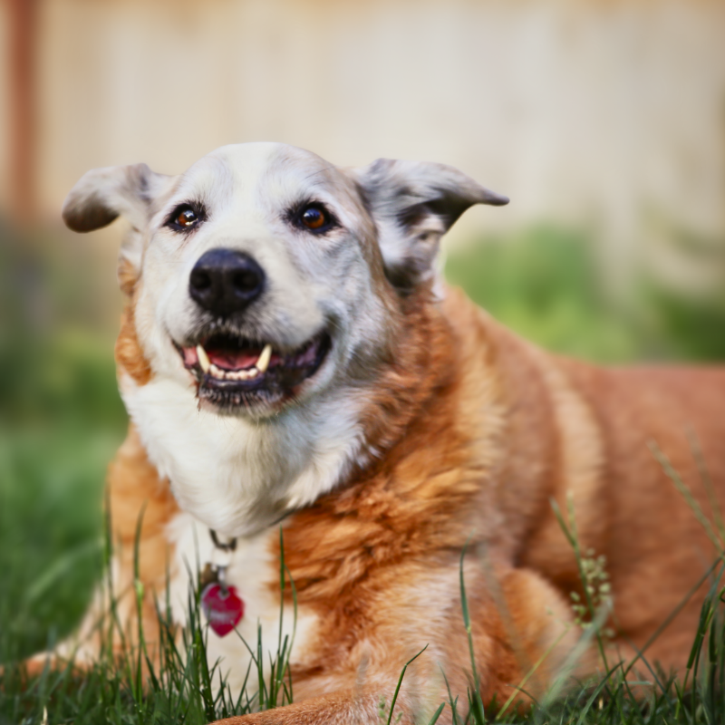 Senior Pet Health Tips PetPerennials.com Blog
