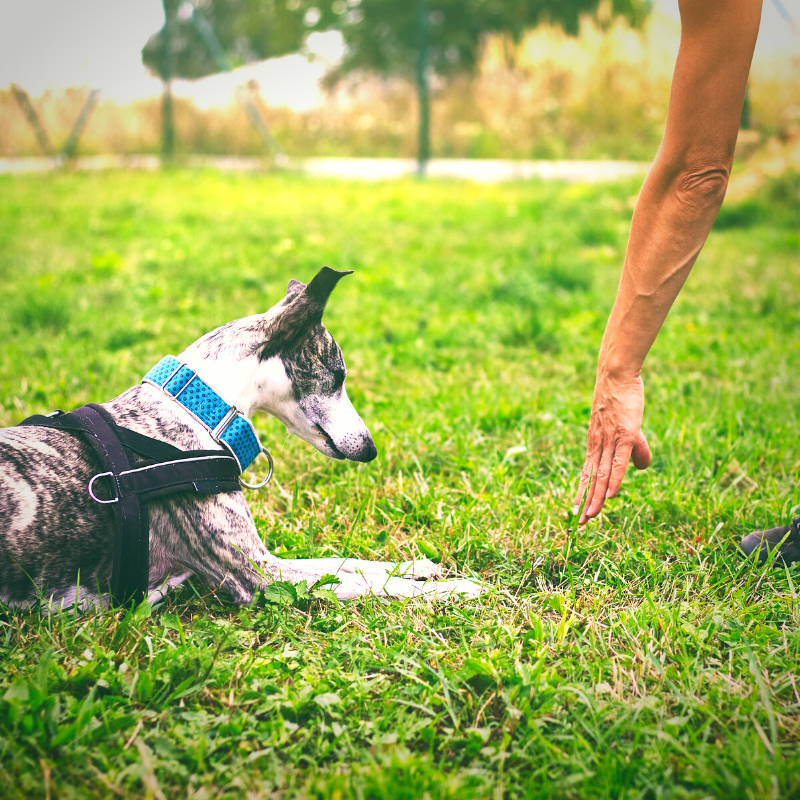 Unleash Fido Training Methods Pros and Cons PetPerennials.com