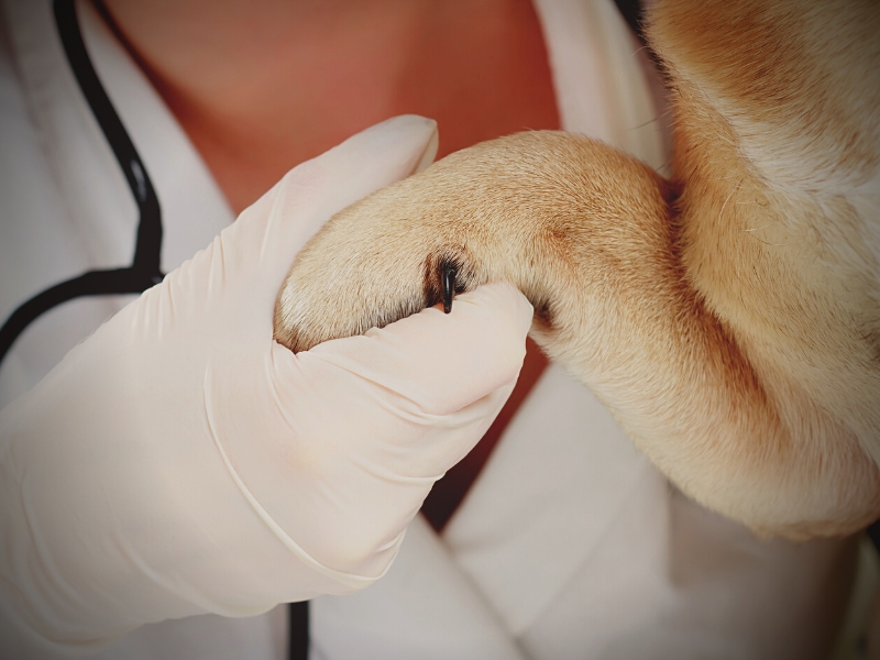 Euthanasia Loss of a Pet PetPerennials.com